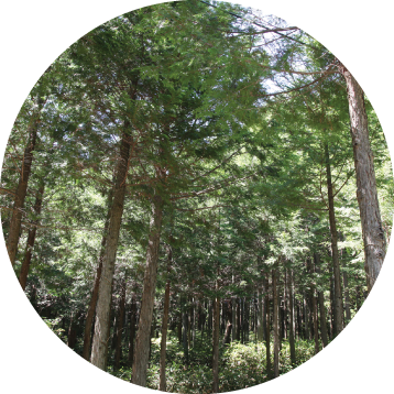 FOR KEEP THE FOREST